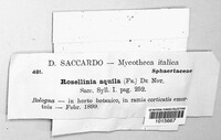 Rosellinia aquila image